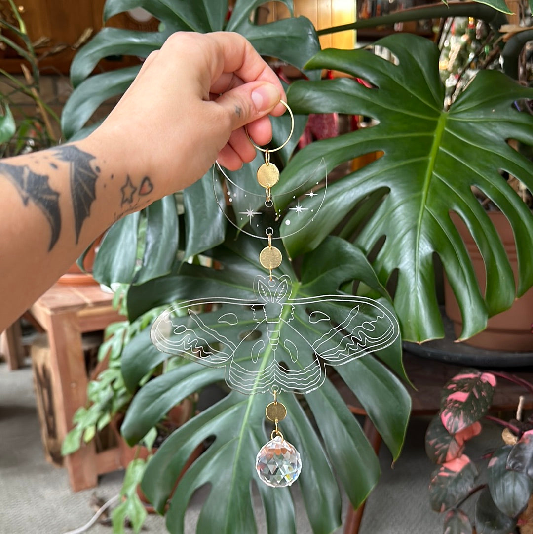 Large acrylic cecropia suncatcher