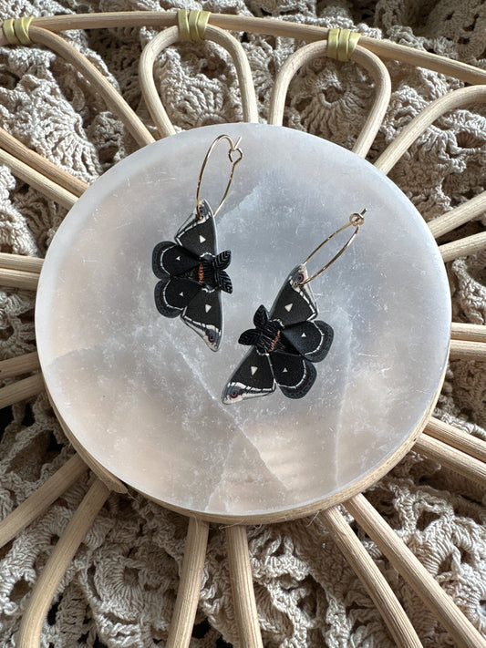 Small Caletta silkmoth hoops