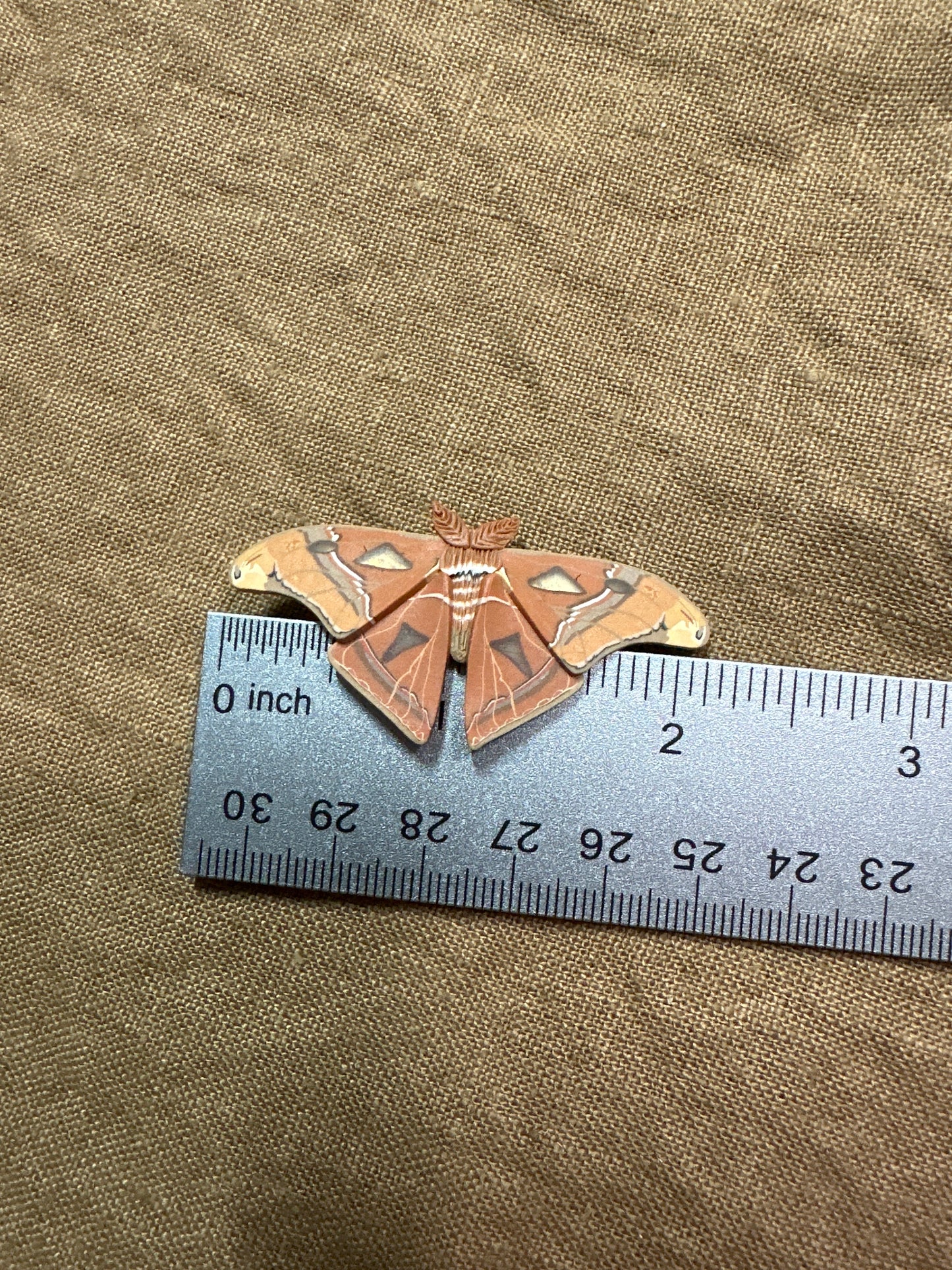 Small Atlas moth hair clip