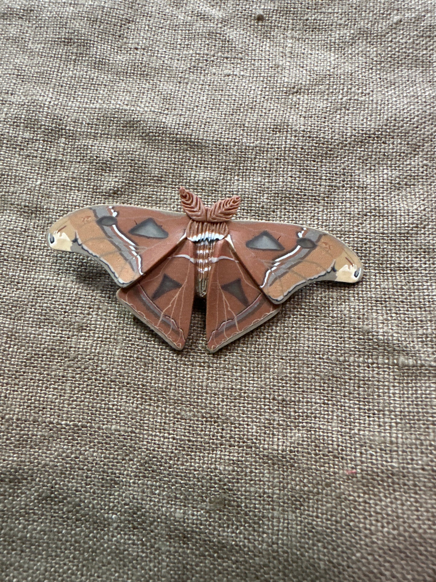 Small Atlas moth hair clip