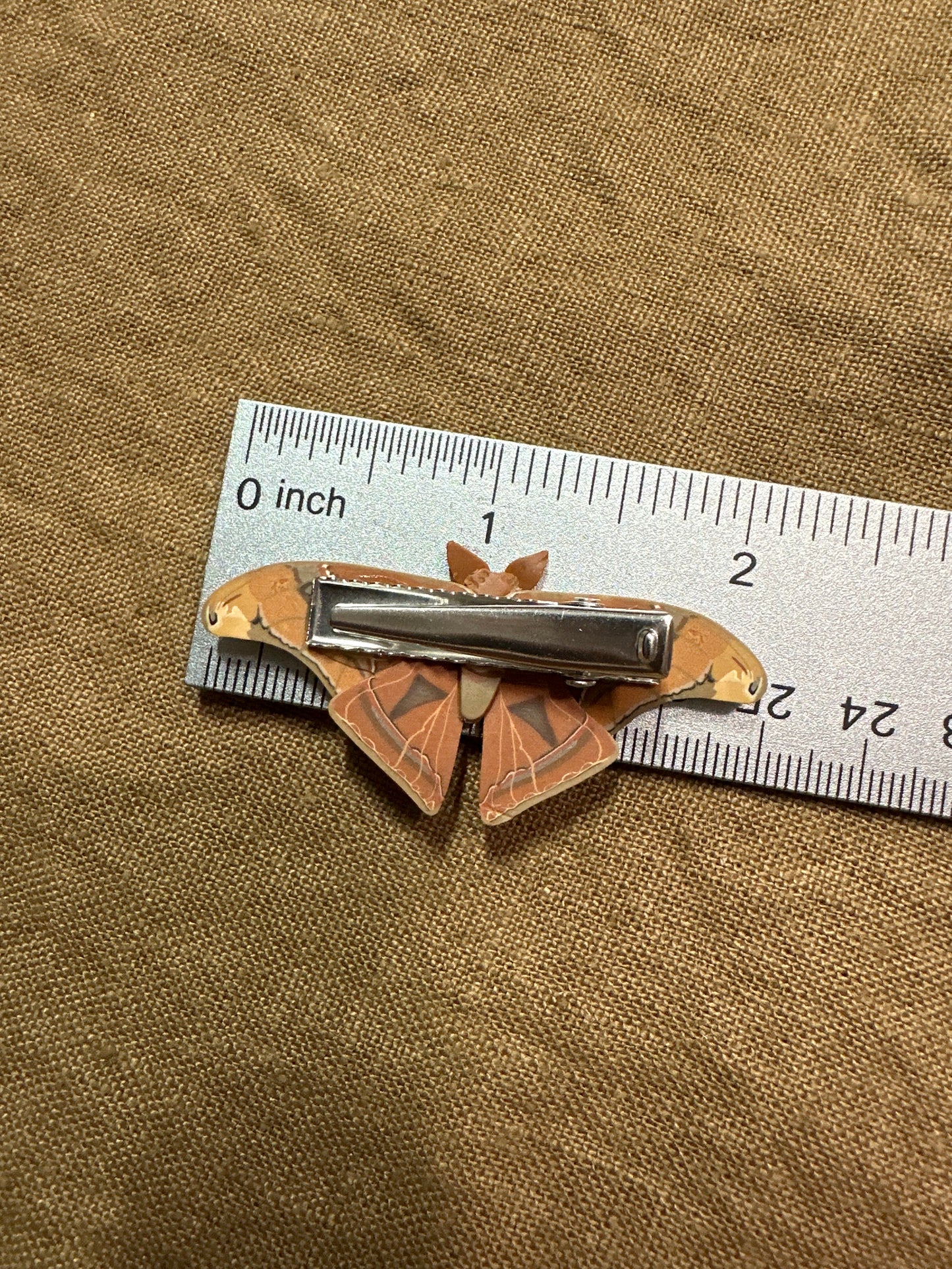 Small Atlas moth hair clip